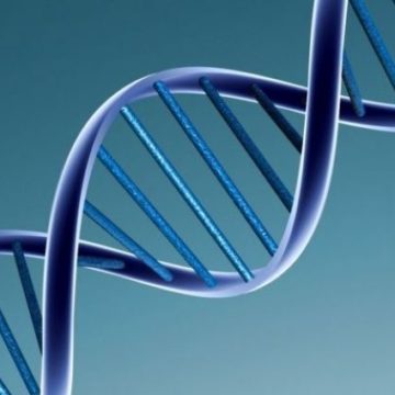 Ученые научились редактировать ДНК человека