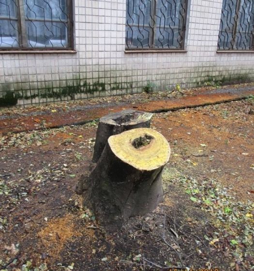 В Одессе ищут неизвестных дровосеков