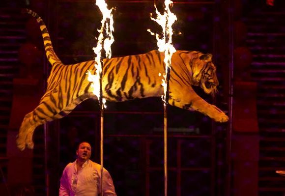 Семерак решил эволюционировать от Кобзова к du Soleil: Кабмин запрещает животных в цирке