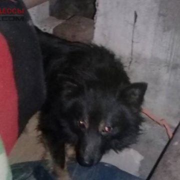 В Одессе женщина месяц жила в подвале с собаками