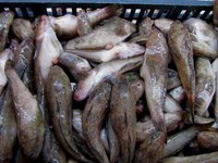 Украина подписала протокол с РФ о вылове рыбы в Азовском море